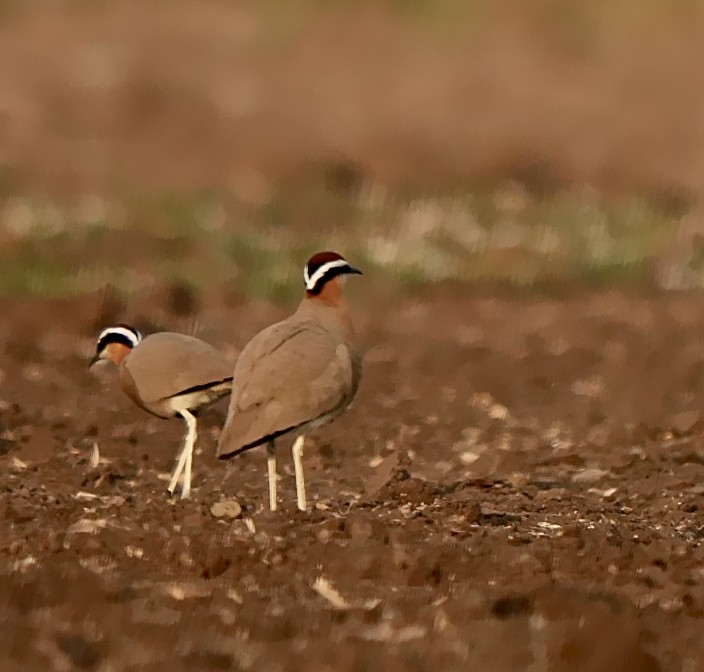 Indian Courser - ML639057006