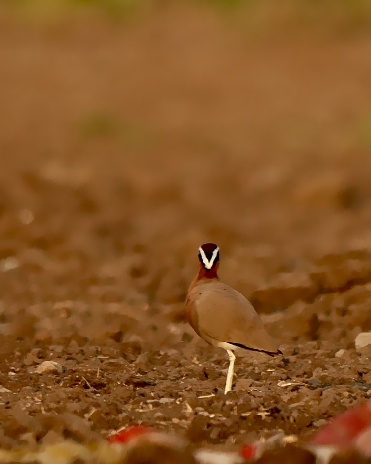 Indian Courser - ML639057007