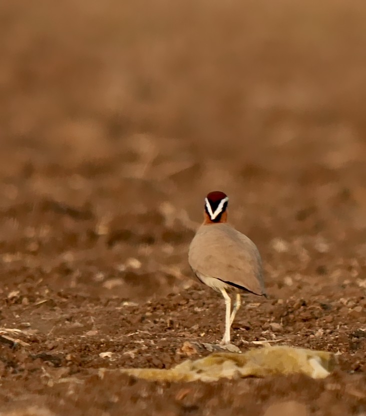 Indian Courser - ML639057008