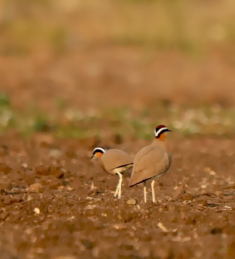 Indian Courser - ML639057009