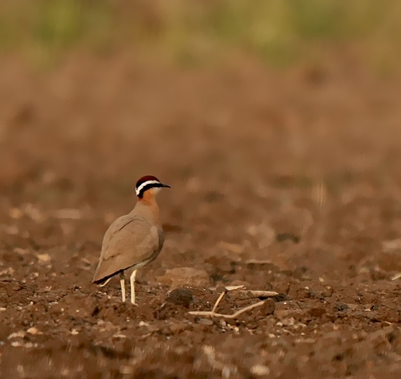 Indian Courser - ML639057010
