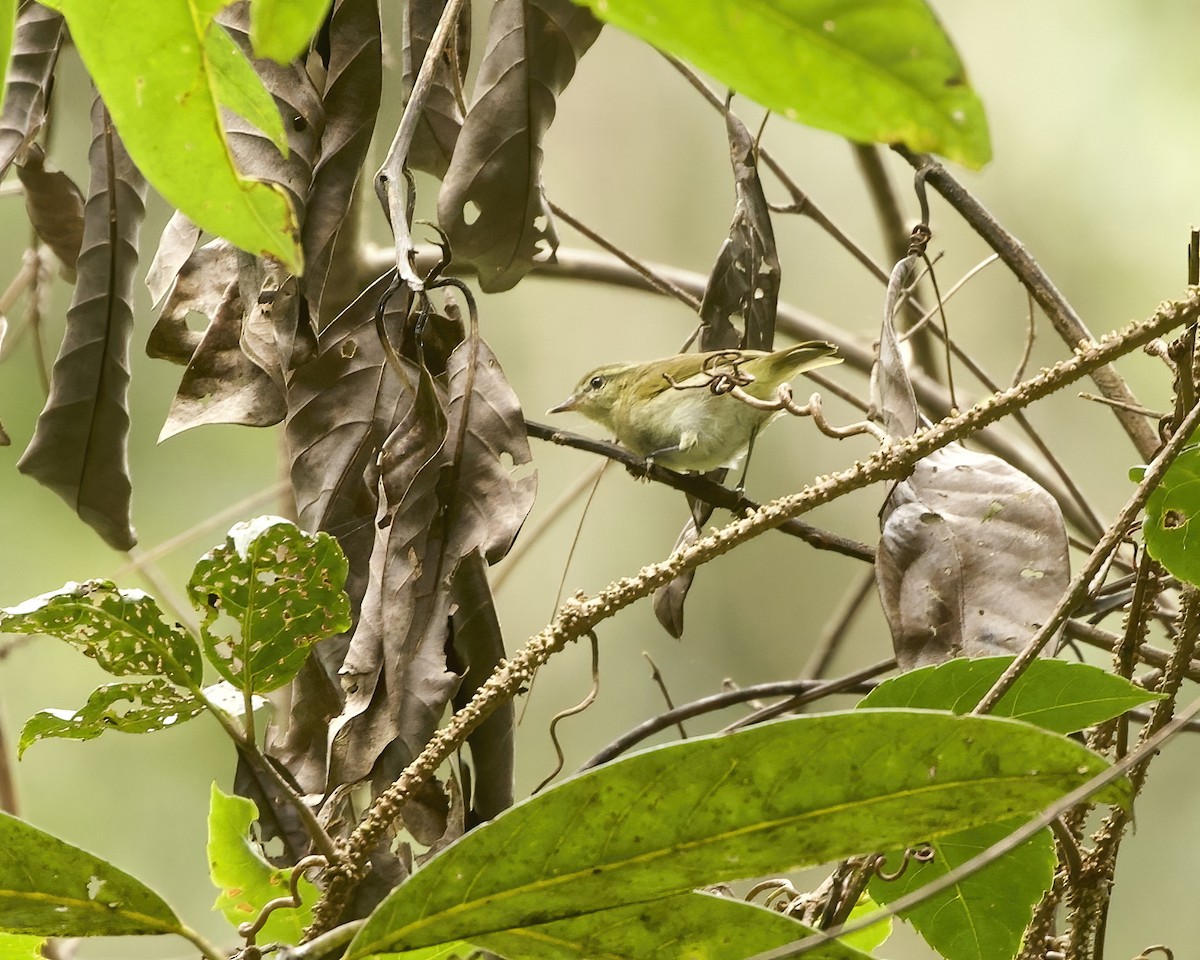 Sulawesi Leaf Warbler - ML639057035
