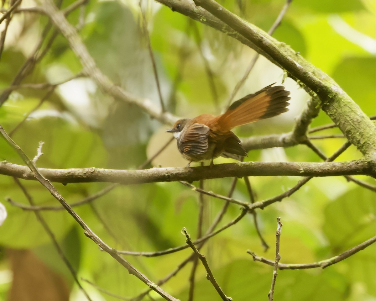 Sulawesi Fantail - ML639057053