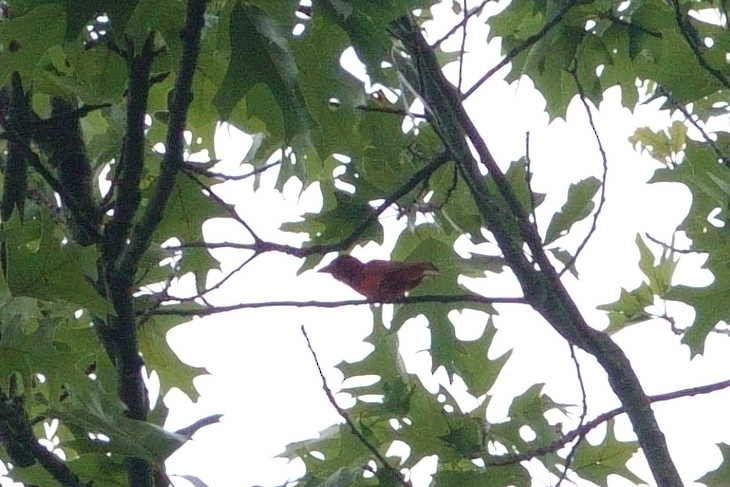 Summer Tanager - ML639057114