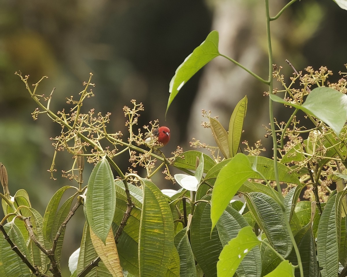 Sulawesi Myzomela - ML639057143
