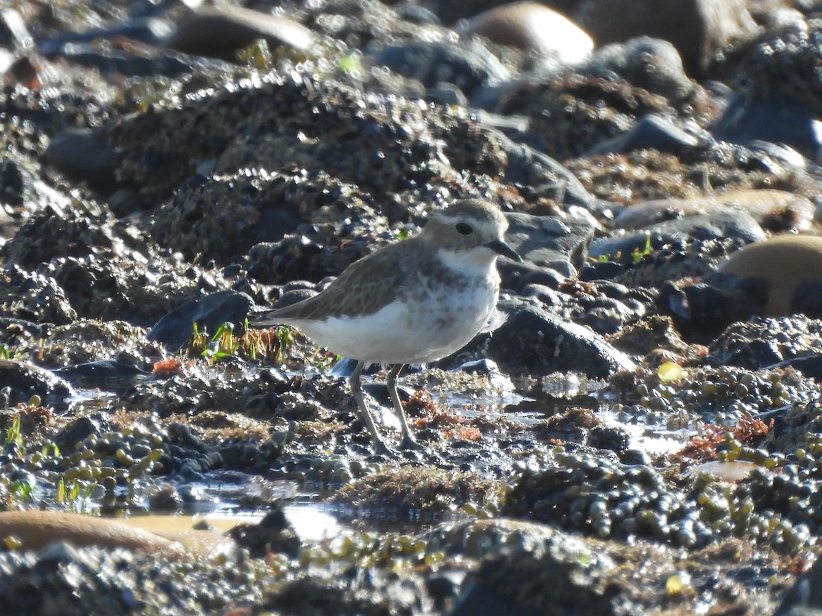 Double-banded Plover - ML639057200