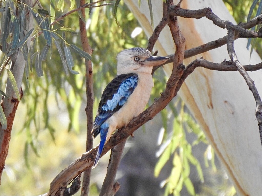 Blue-winged Kookaburra - ML639057245