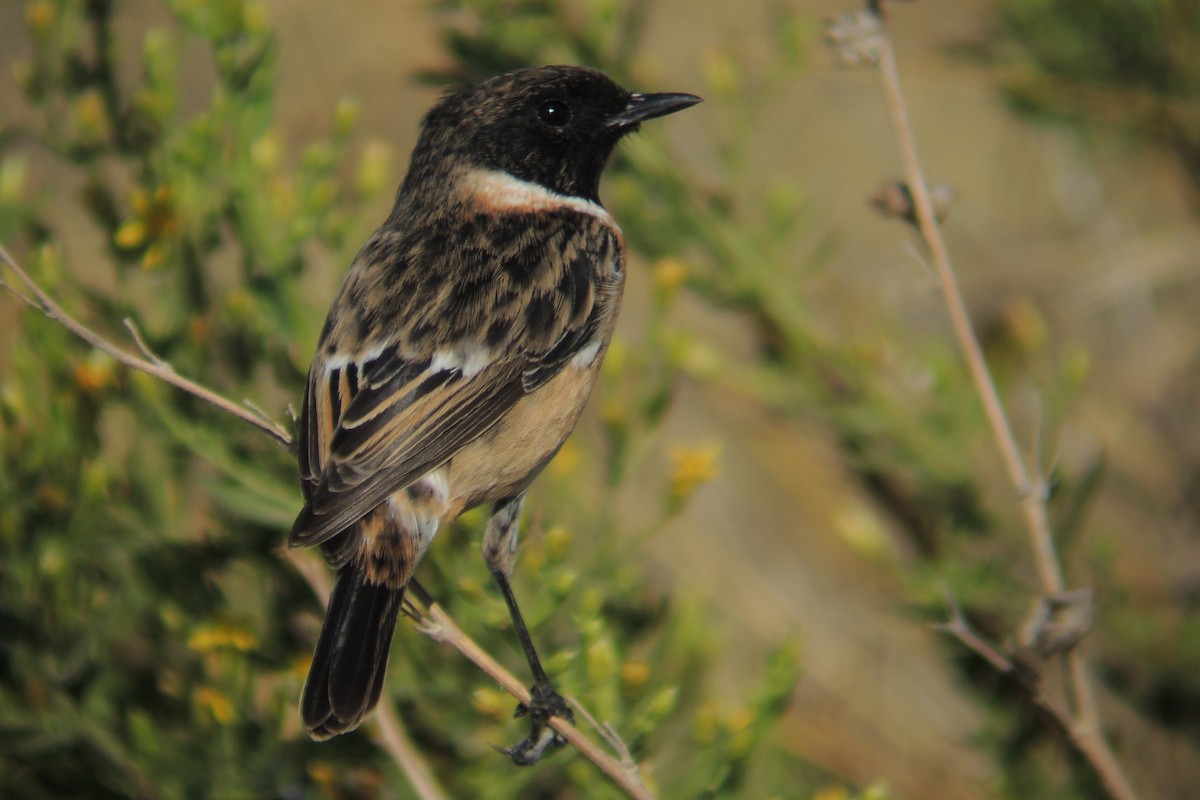 Tarabilla Europea - ML639057253