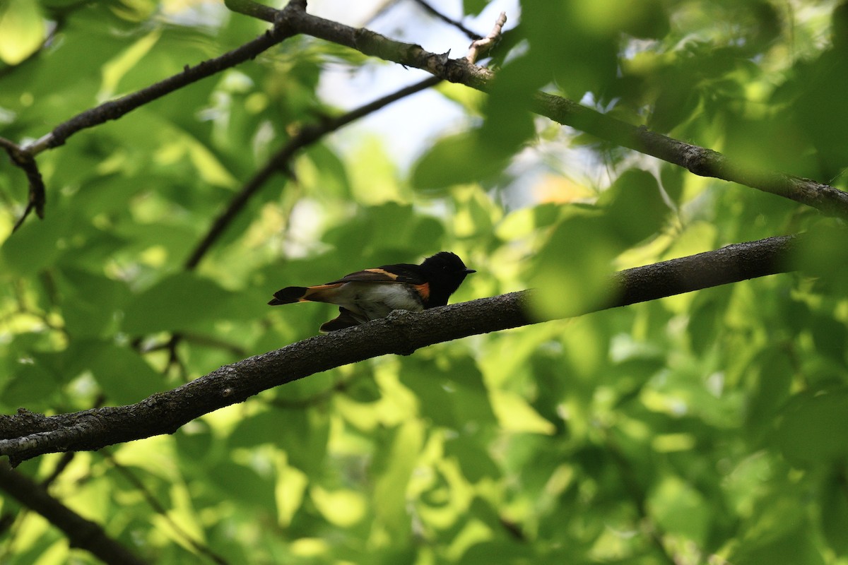American Redstart - ML639057260
