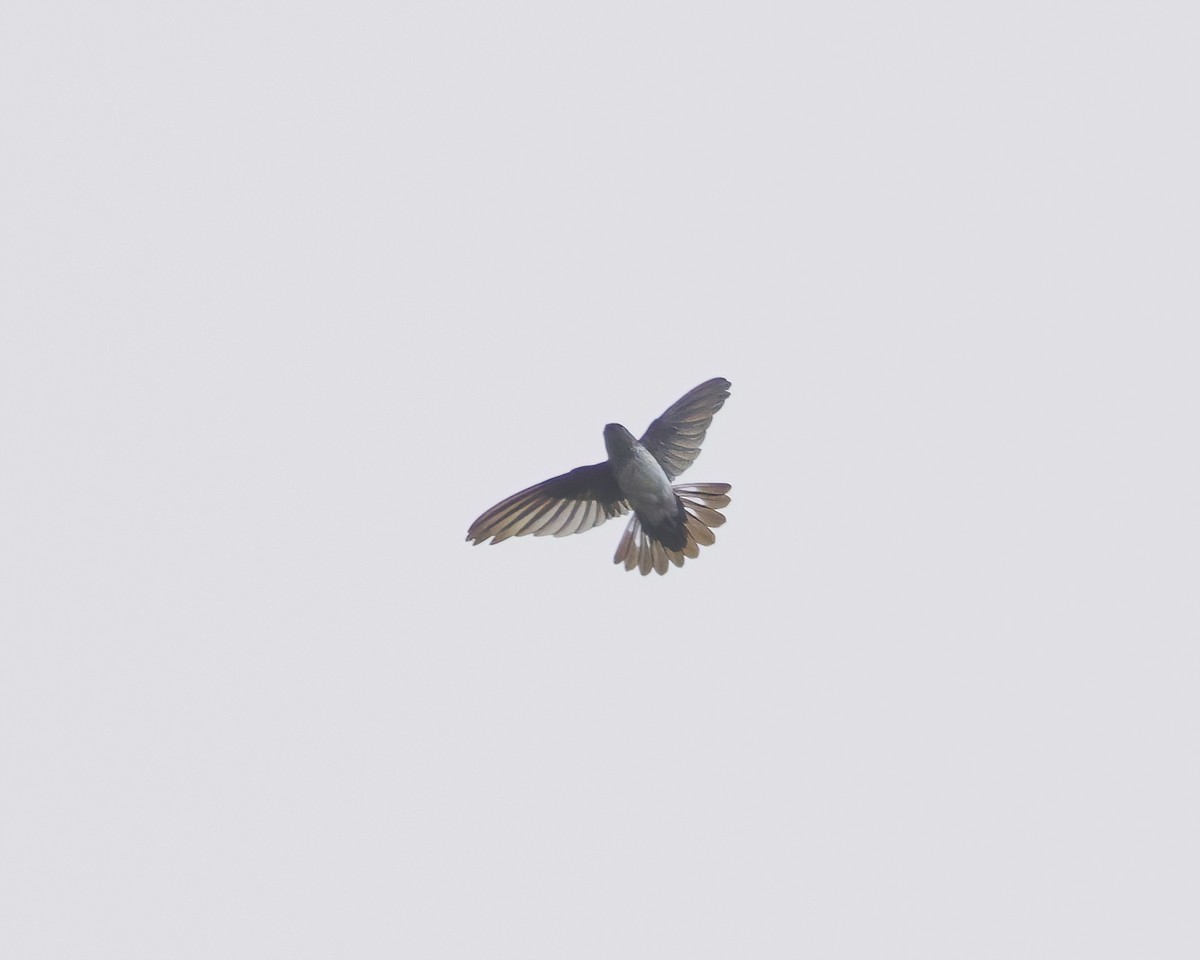 Glossy Swiftlet - ML639057264
