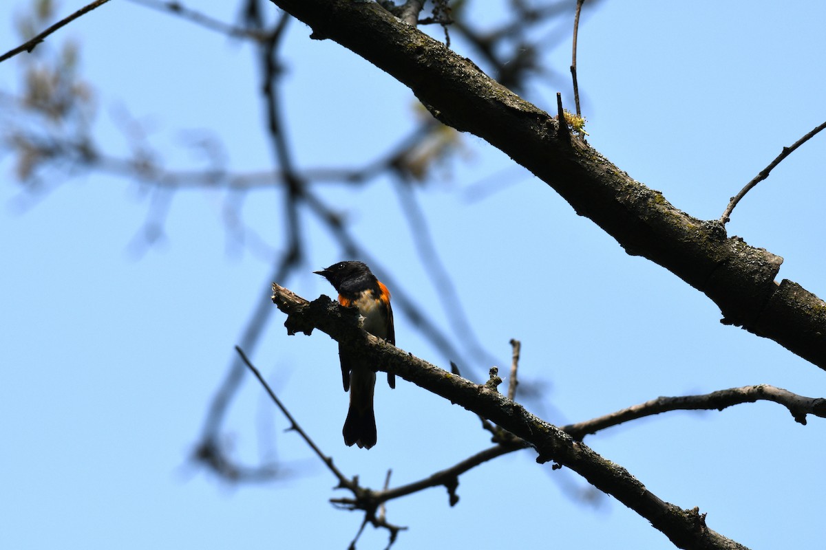 American Redstart - ML639057266