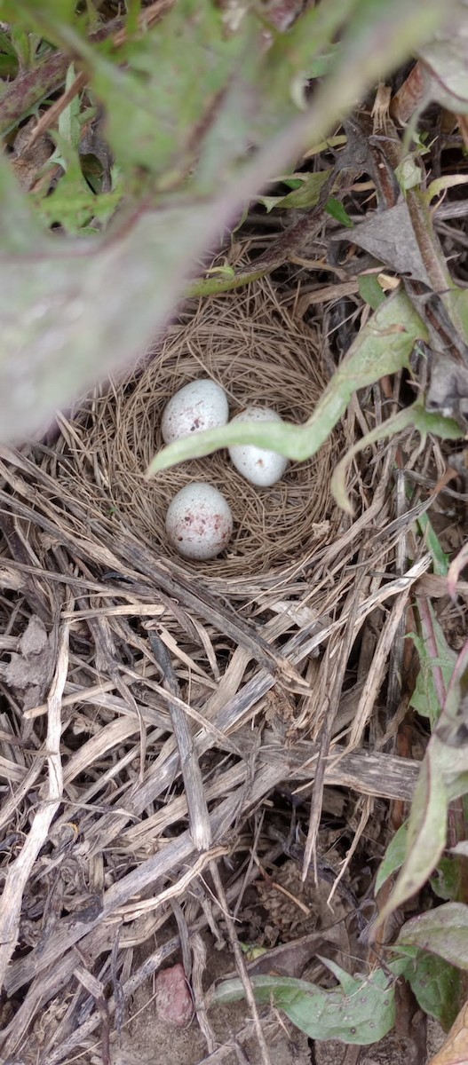 Vesper Sparrow - ML639057282