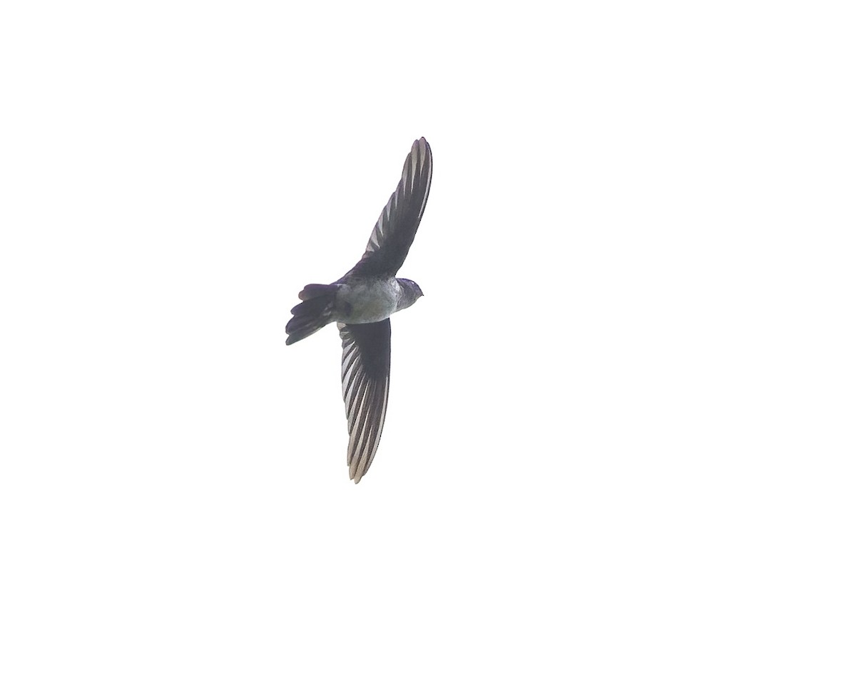 Glossy Swiftlet - ML639057289