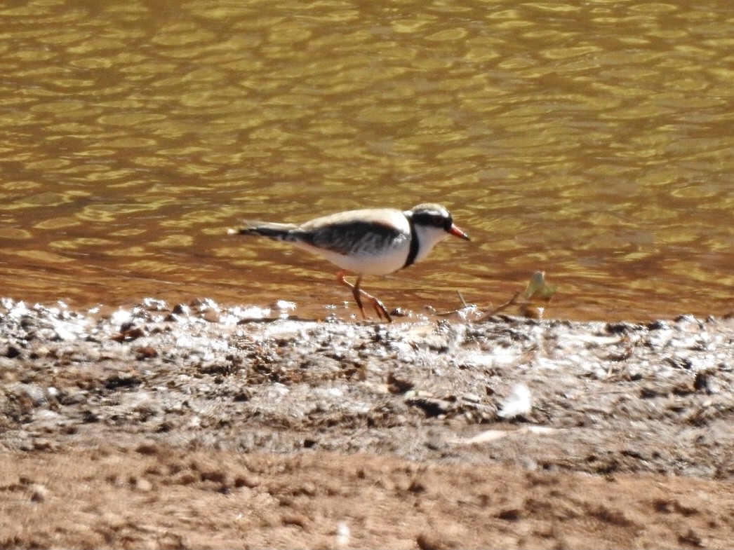 Black-fronted Dotterel - ML639057303