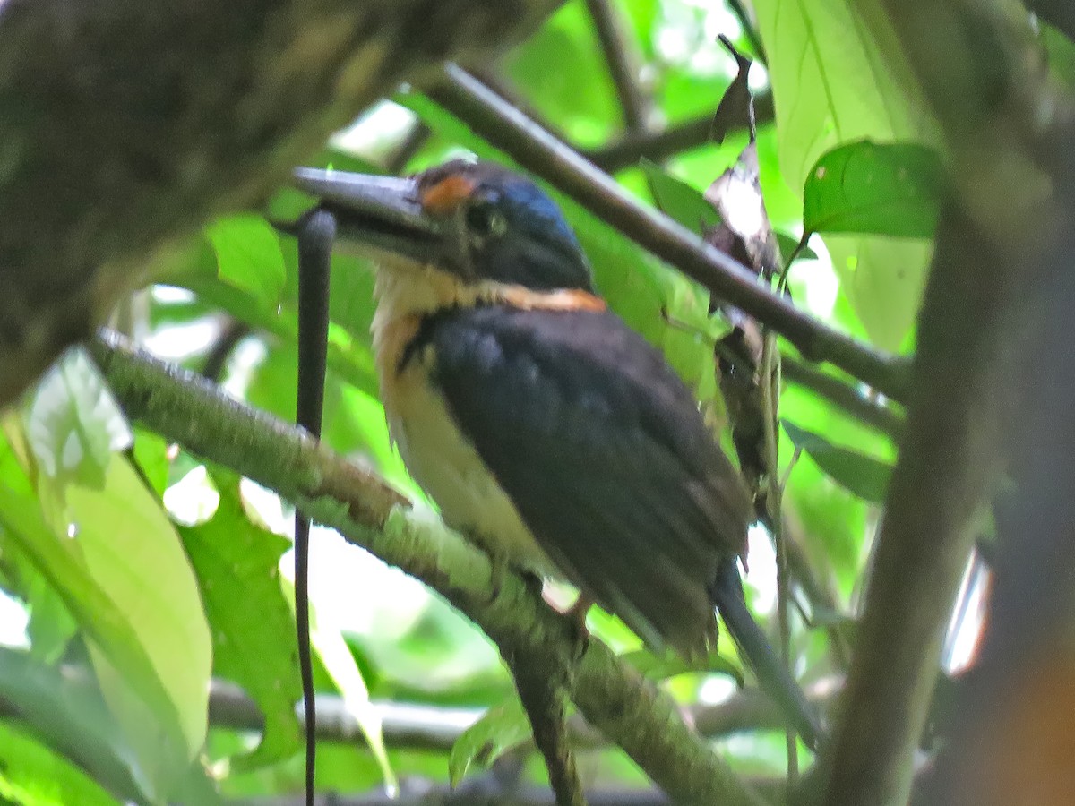 Rufous-lored Kingfisher - ML639057330
