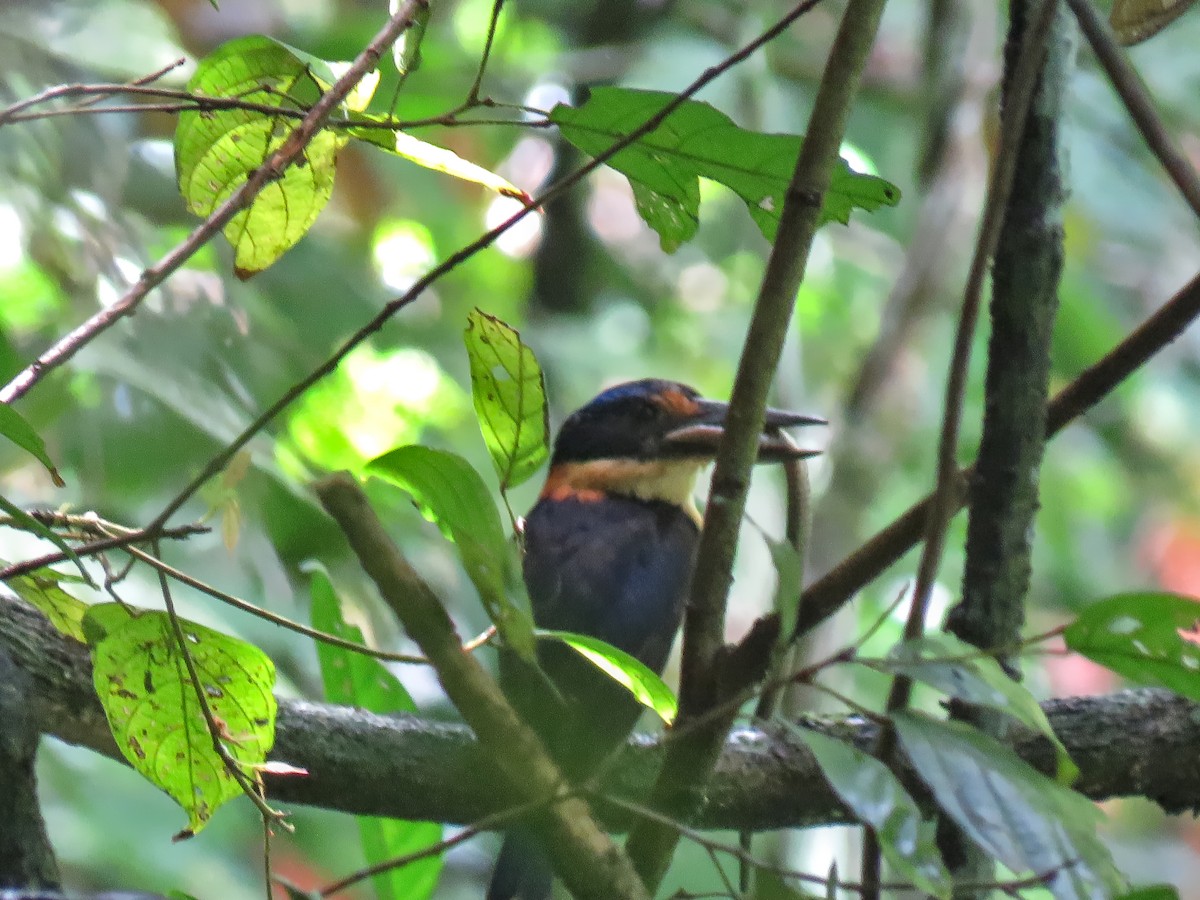 Rufous-lored Kingfisher - ML639057331