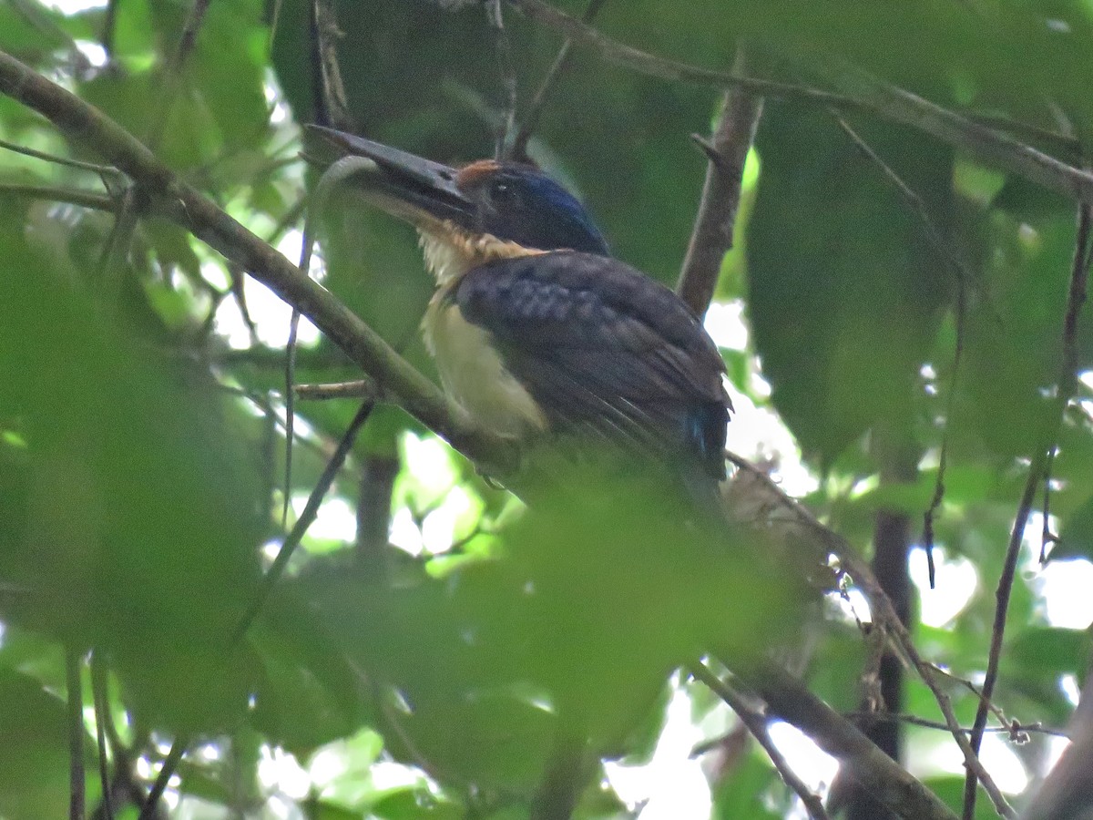 Rufous-lored Kingfisher - ML639057332