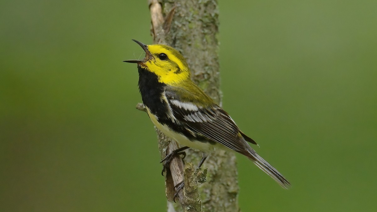 Black-throated Green Warbler - ML639057434