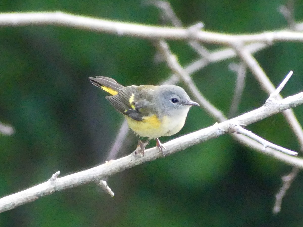 American Redstart - ML639057444
