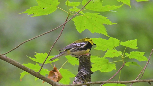 Black-throated Green Warbler - ML639057460