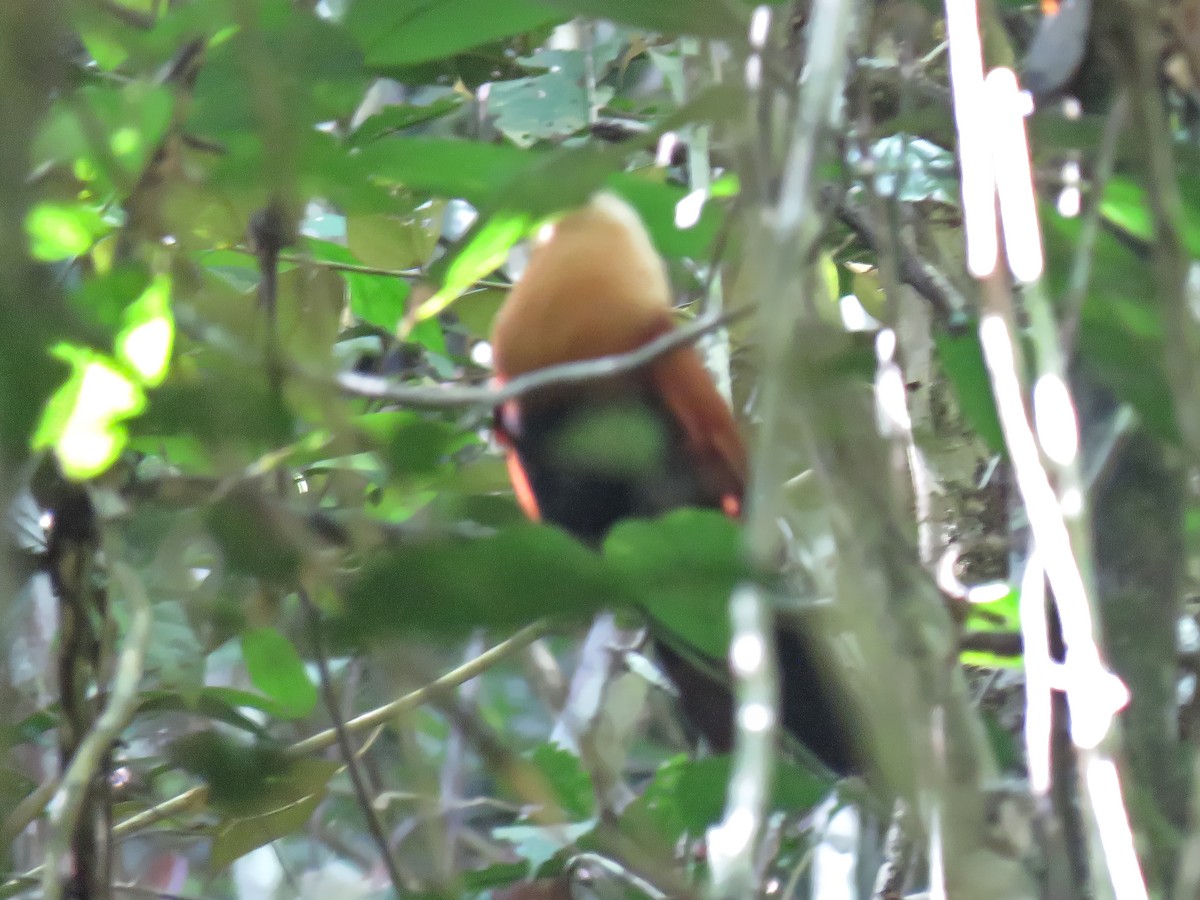 Black-faced Coucal - ML639057567