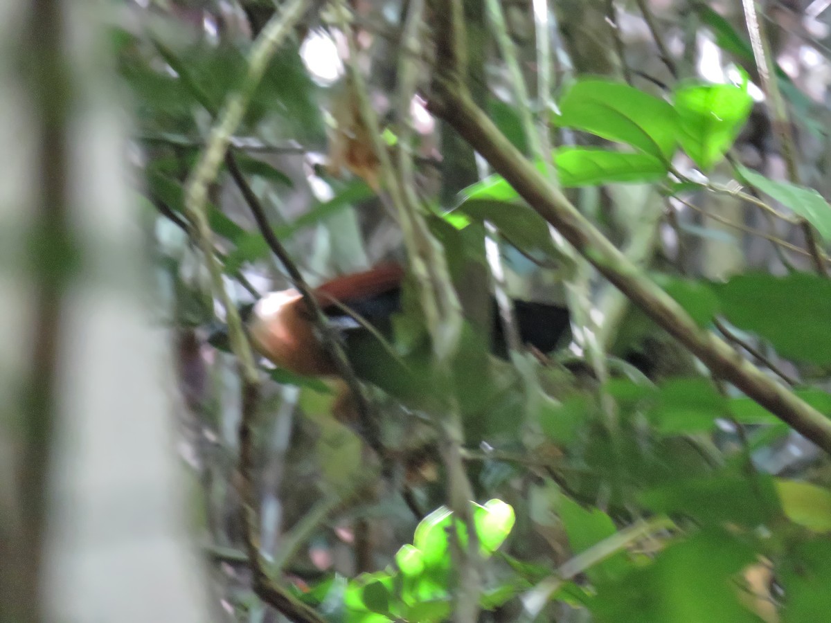 Black-faced Coucal - ML639057568
