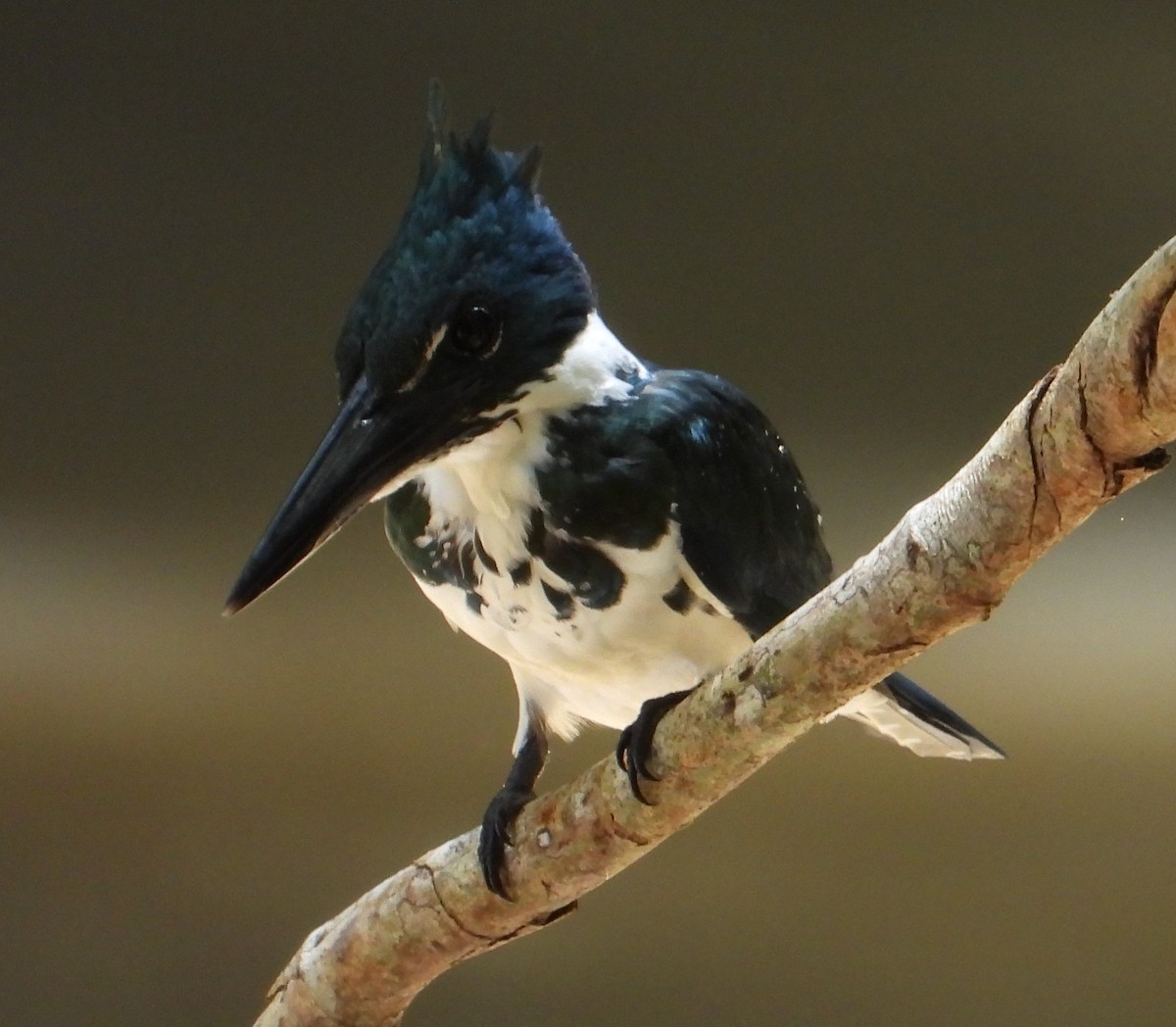 Amazon Kingfisher - ML639057599