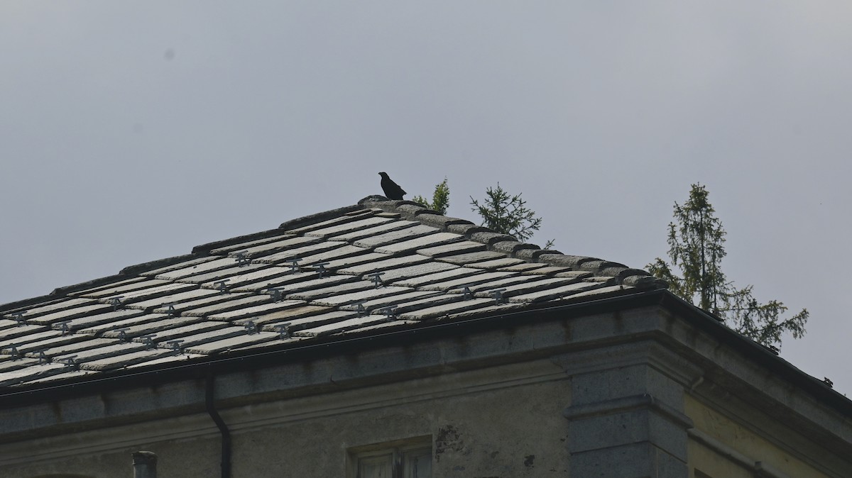 Common Raven - ML639057634