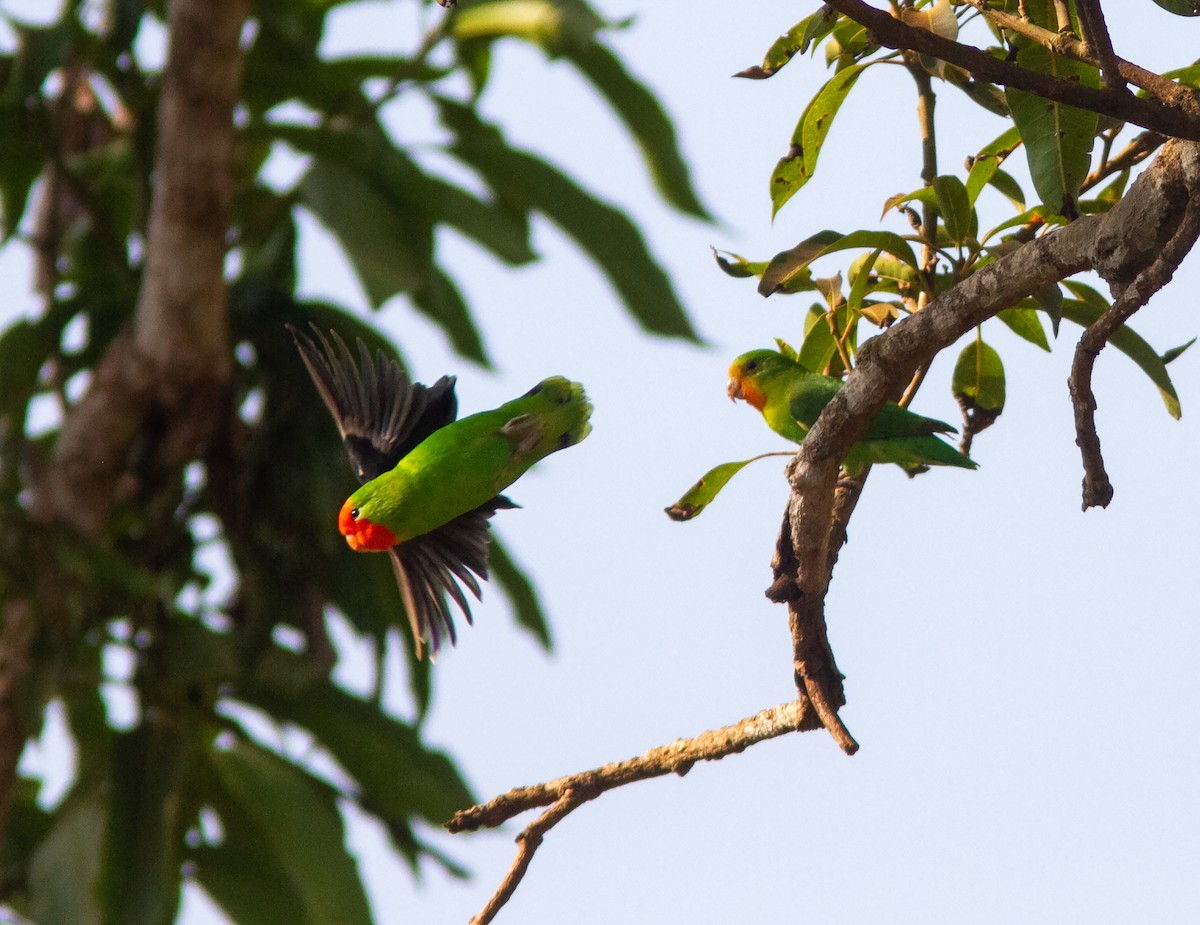 Red-headed Lovebird - ML639057747
