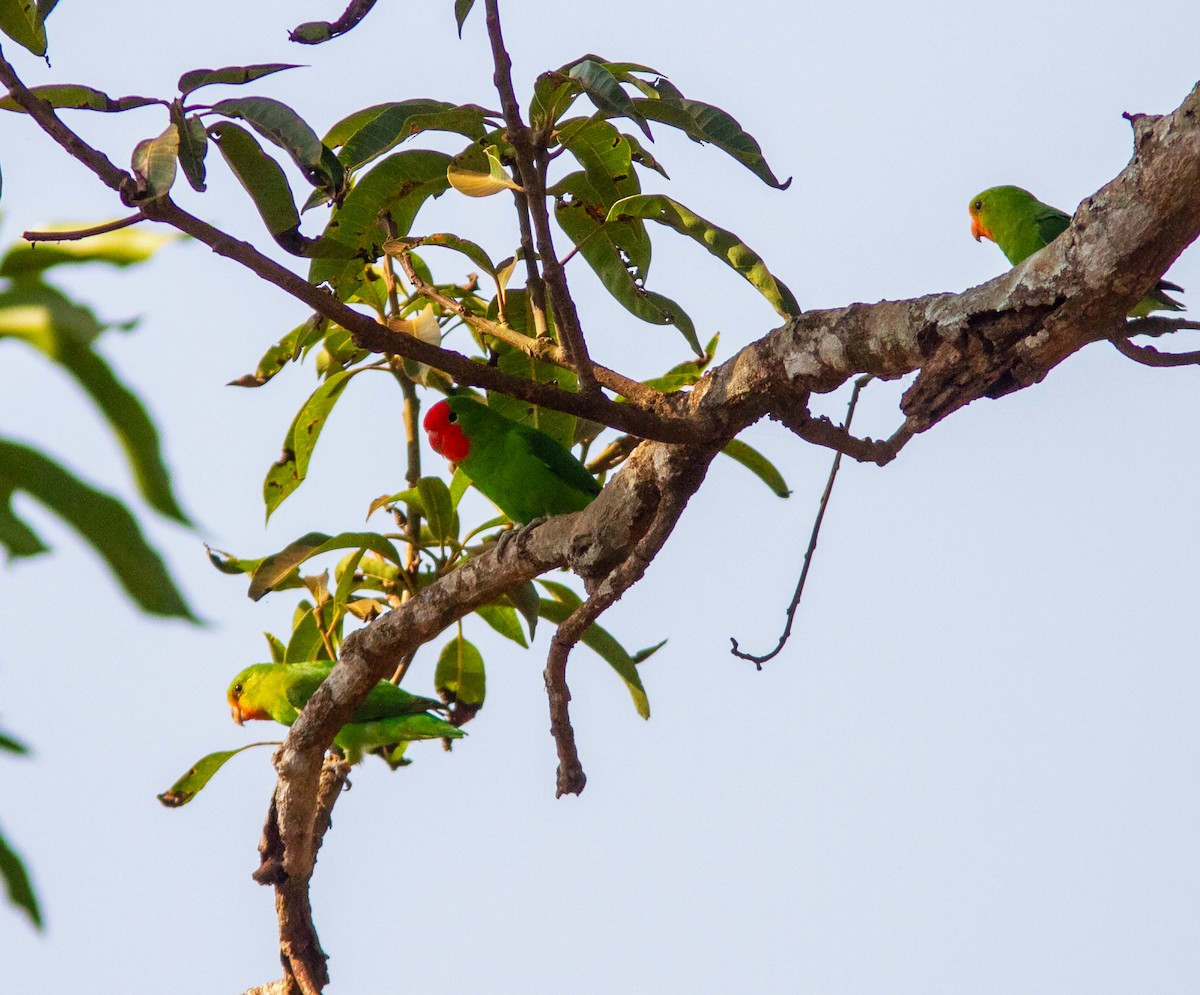 Red-headed Lovebird - ML639057751