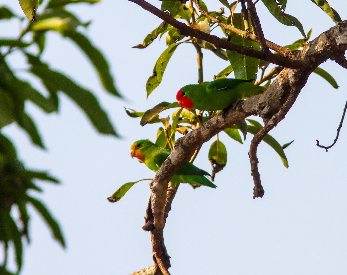 Red-headed Lovebird - ML639057754