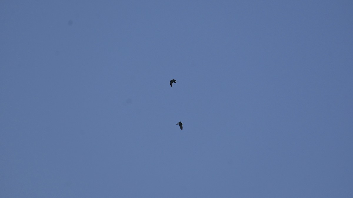 Common Raven - ML639057775