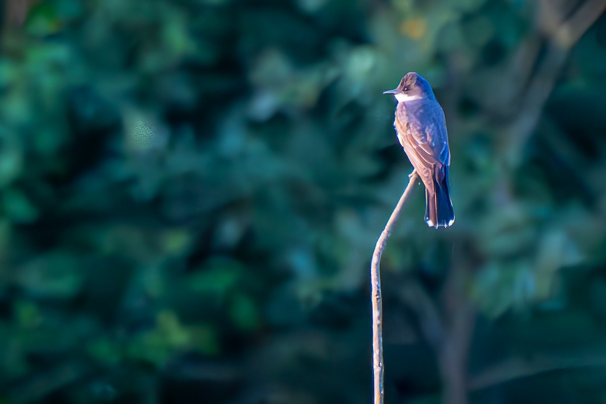 Eastern Kingbird - ML639057846