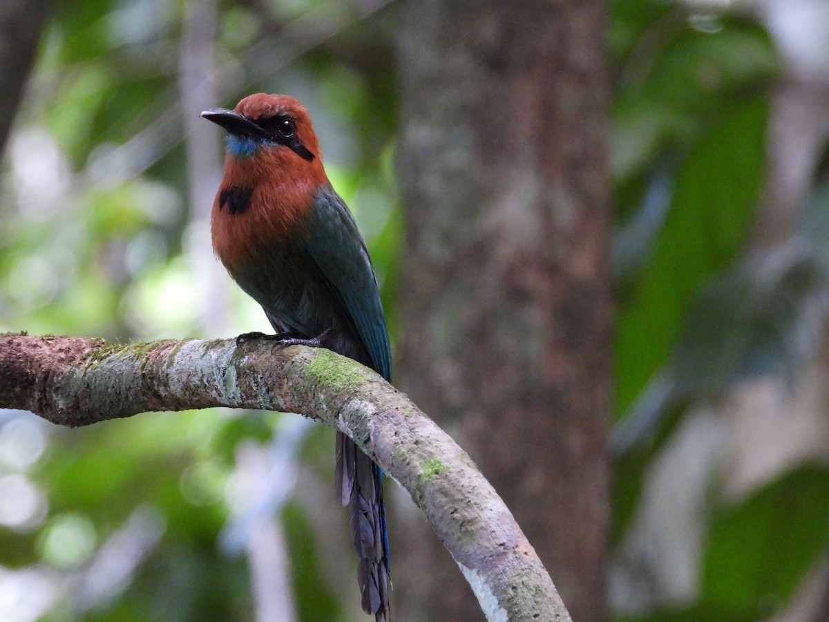 Broad-billed Motmot - ML639057847