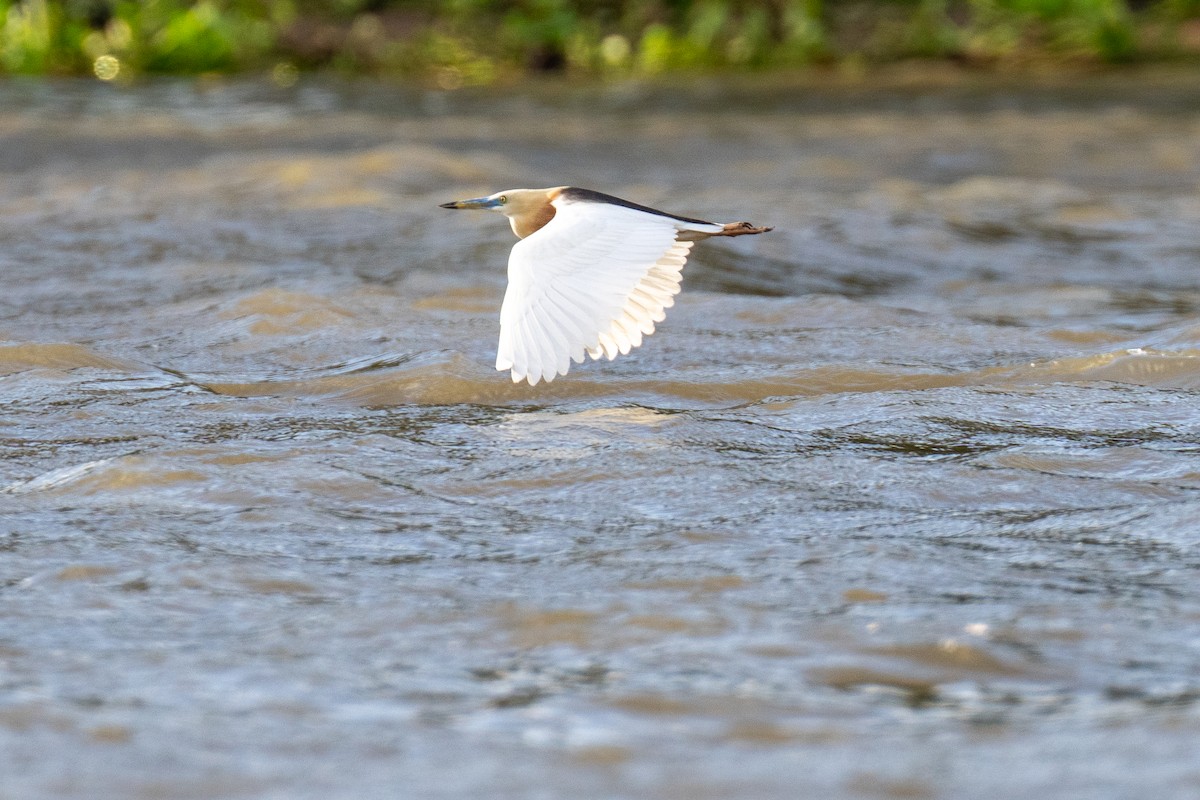 Javan Pond-Heron - ML639057879