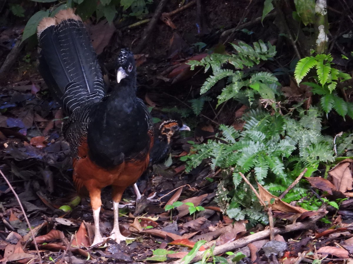 Blue-billed Curassow - ML639057950
