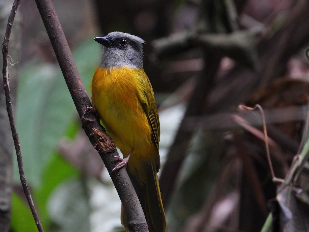 Gray-headed Tanager - ML639058049