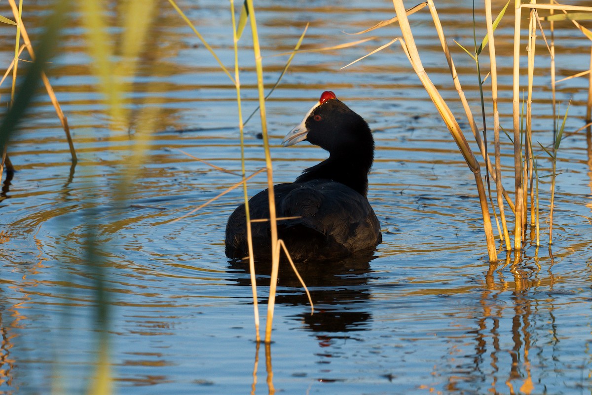 Red-knobbed Coot - ML639058135