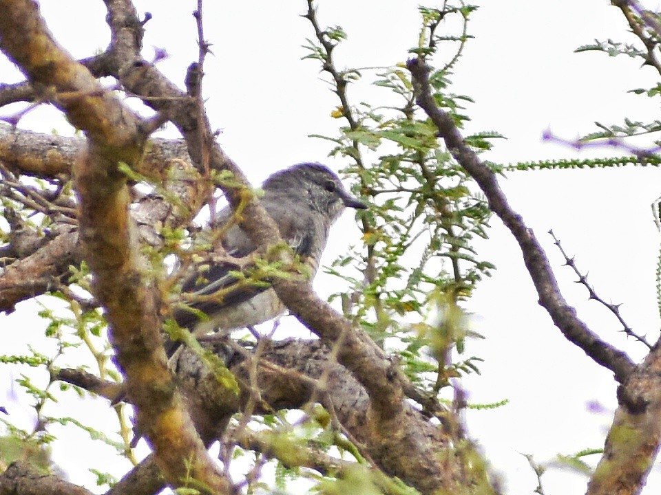 Black-headed Cuckooshrike - ML639058216