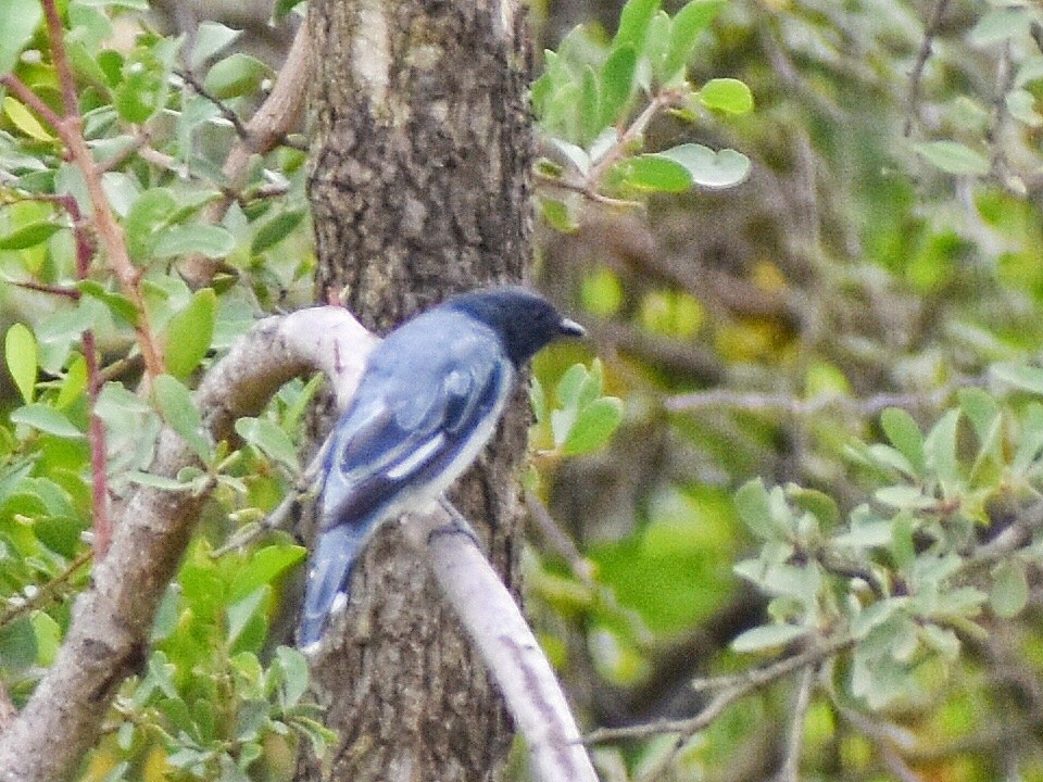 Black-headed Cuckooshrike - ML639058217