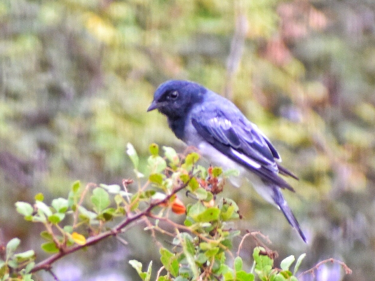 Black-headed Cuckooshrike - ML639058218