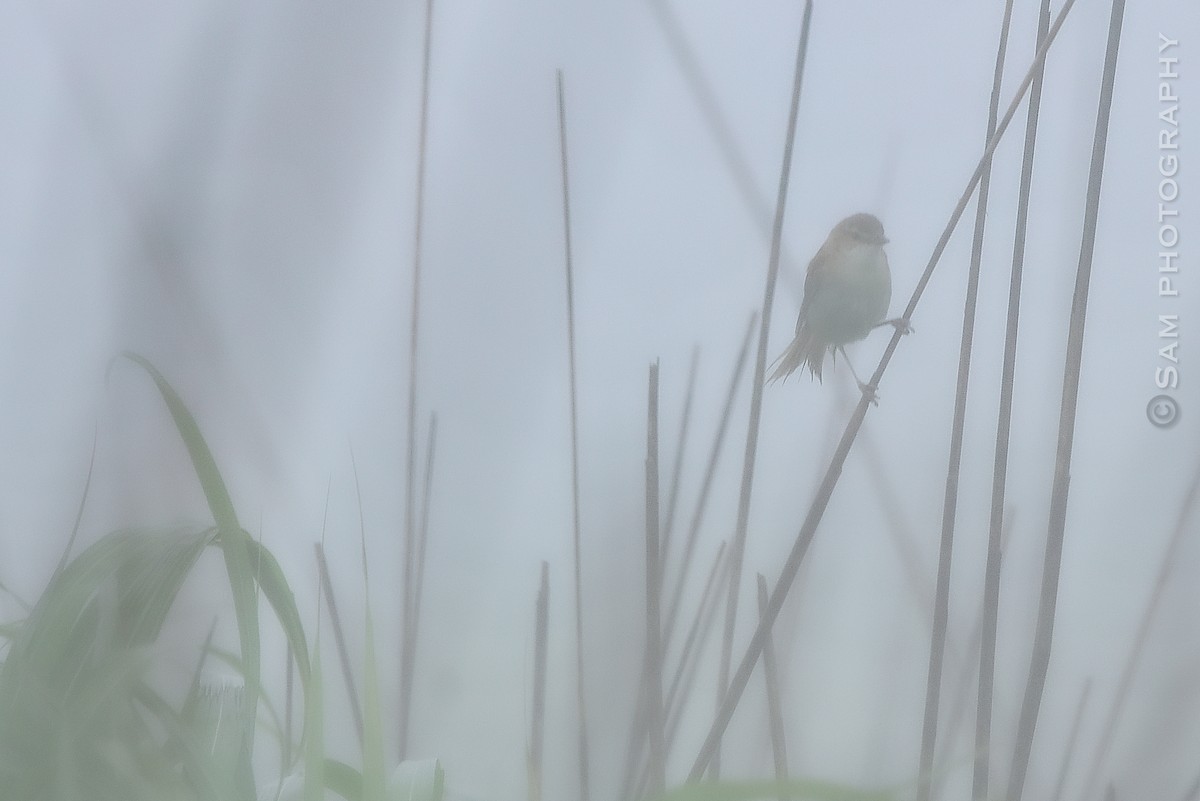 Blunt-winged Warbler - ML639058224