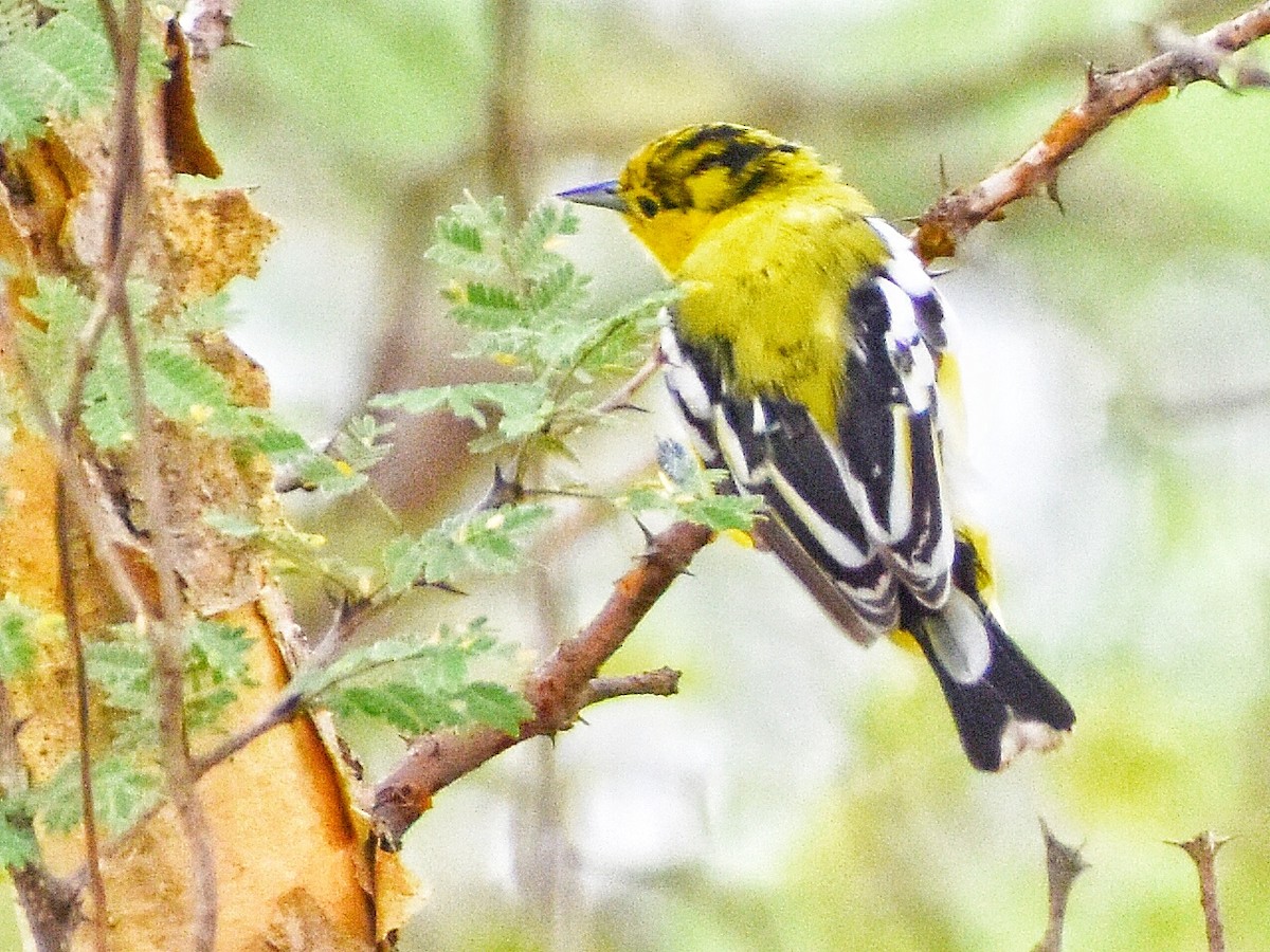 White-tailed Iora - ML639058225