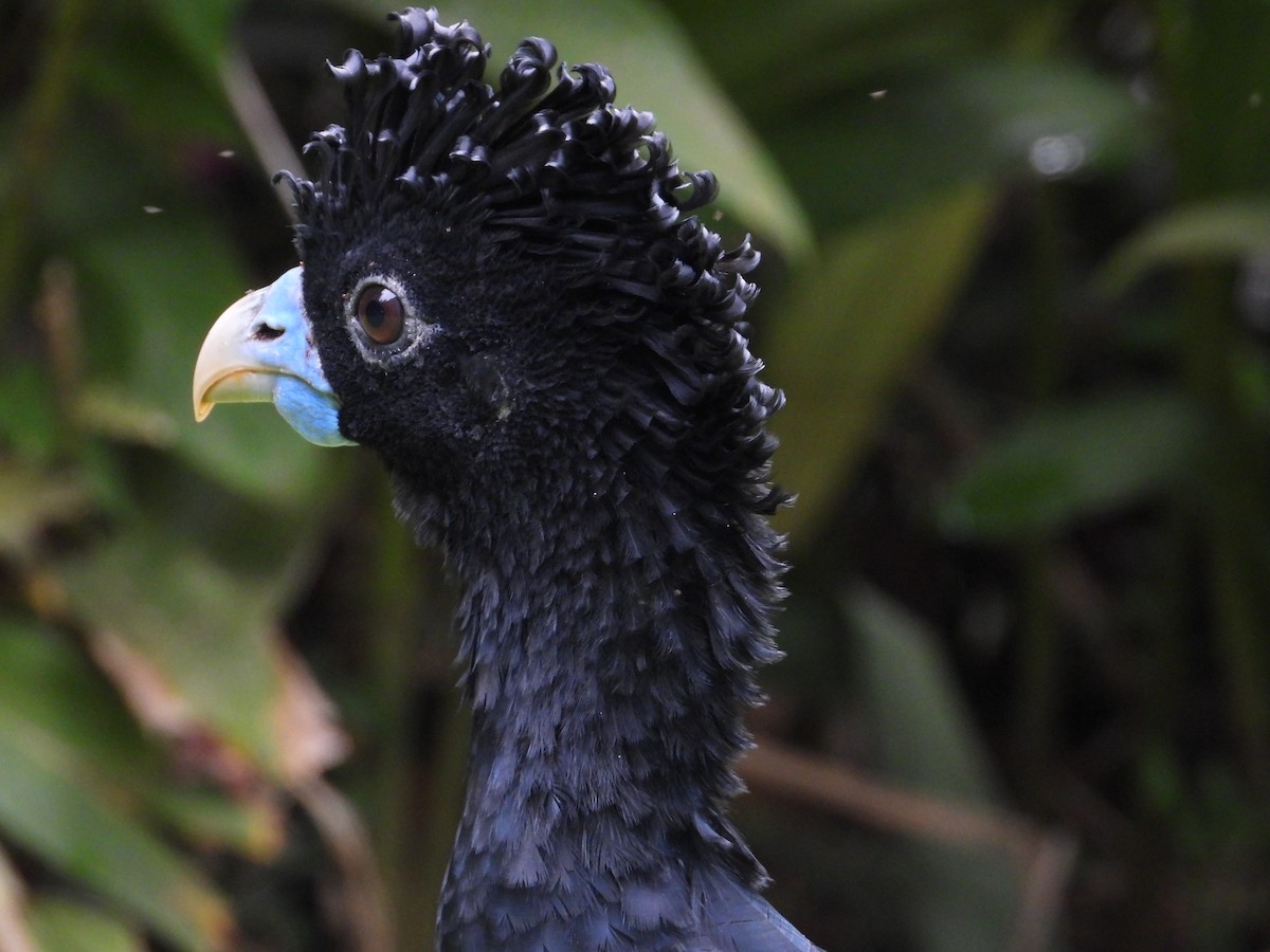 Blue-billed Curassow - ML639058241