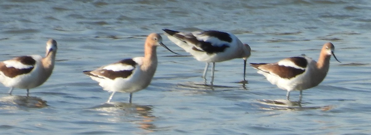 Avocette d'Amérique - ML639058248