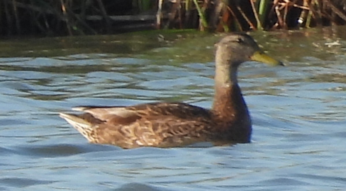 Canard colvert - ML639058273