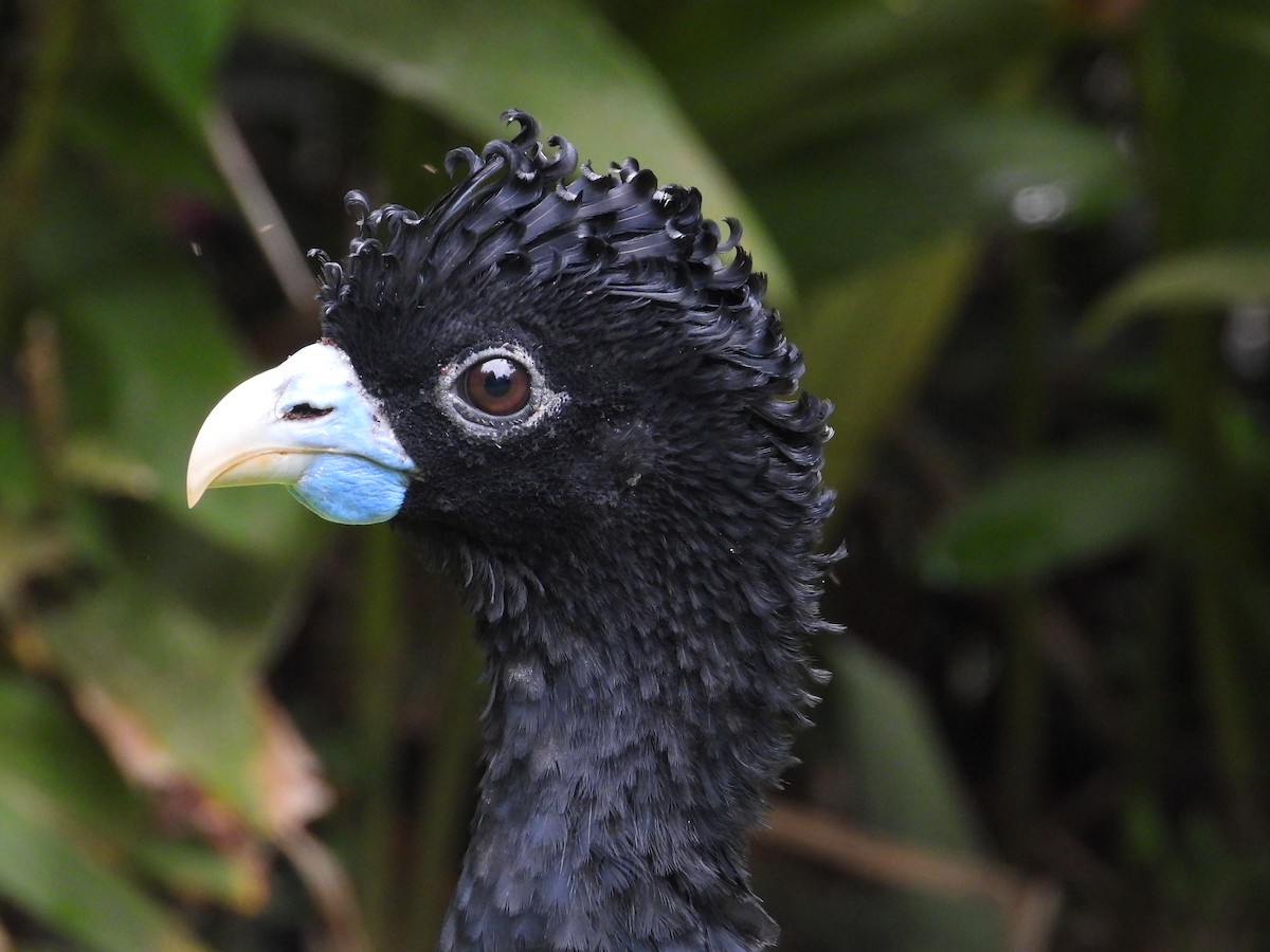 Blue-billed Curassow - ML639058298
