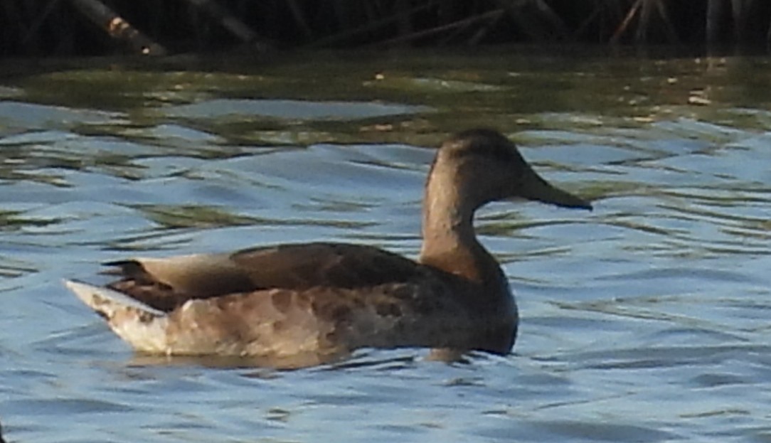 Canvasback - ML639058303