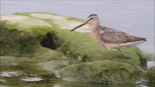 Short-billed Dowitcher - ML639058357