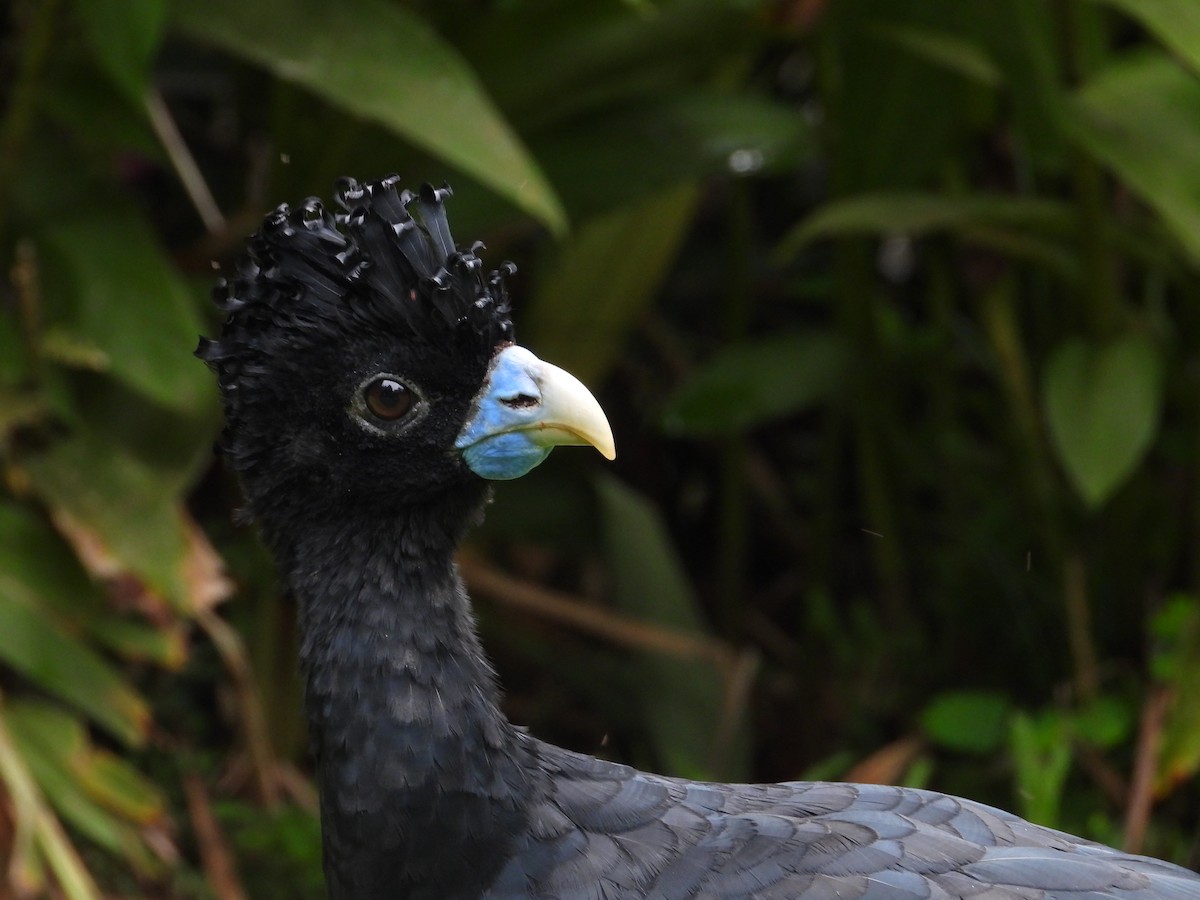 Blue-billed Curassow - ML639058387